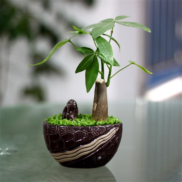 發財樹