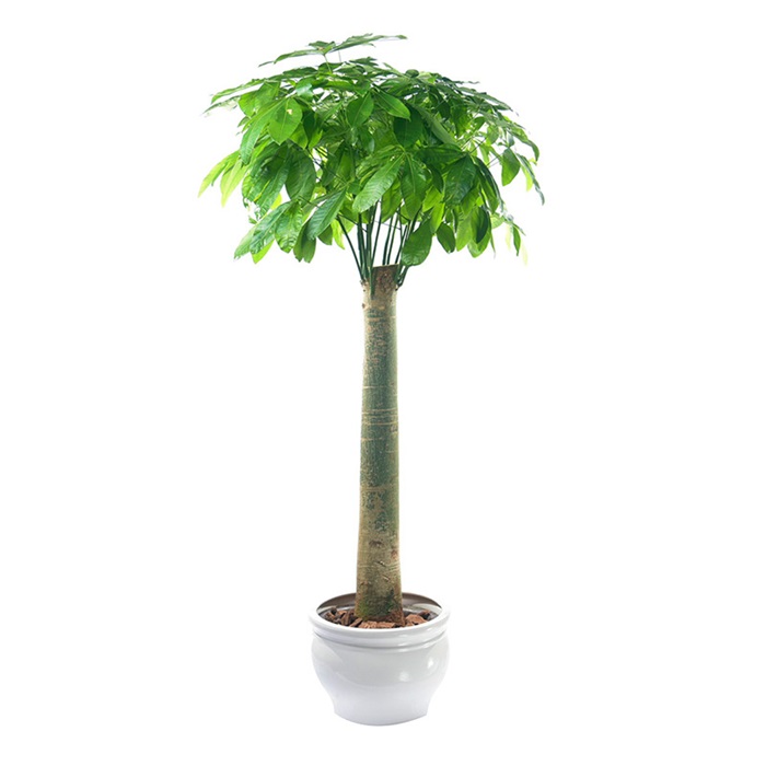 單桿發財樹